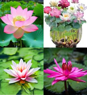 ibains Lotus seed for home garden beez 20 Seed