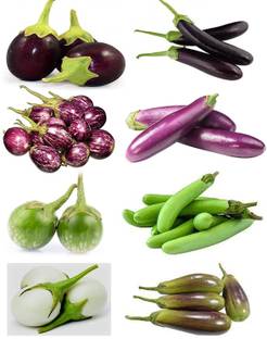 CYBEXIS XL-80 - Combo of 8 Variety of Brinjal - (450 Seeds) Seed