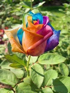 CYBEXIS PUAS-77 - Rainbow Rose Flower Bush - (100 Seeds) Seed