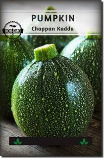 CYBEXIS NDIR-85 - Pumpkin (Chappan Kaddu) - (900 Seeds) Seed