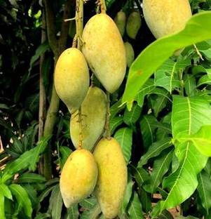 Kapebonavista Live Totapuri Mango/Aam Fruit Plant - Healthy Live Plant Seed