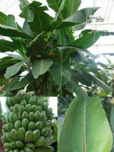 M-Tech Gardens Rare Hybrid Banana " Darjeeling " Exotic 10 Seed