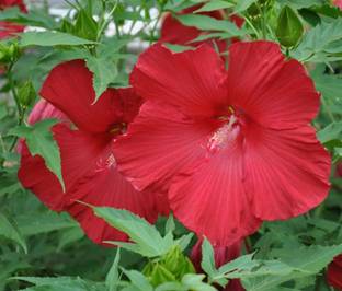 CYBEXIS Hibiscus, Lord Baltimore-50 Seeds Seed