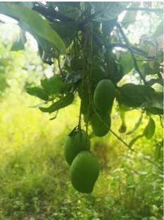 jayanth Imampasanth Mango Seed