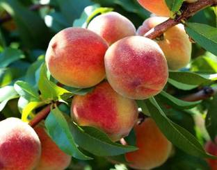 KANAYA Peach Fruit (Aadu) Fruit Seed