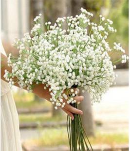 ACCELCROP Gypsophila Gypsy Deep Rose Flower Seed