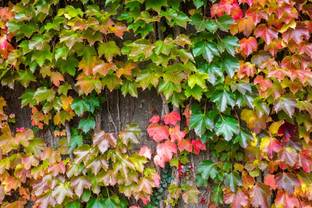 NooElec Seeds India All Seasons Climbing Boston Ivy VIne Seed