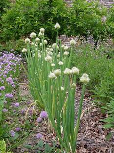 Qualtivate XXX-5A Japanese Bunching Welsh Onion Seed Seed