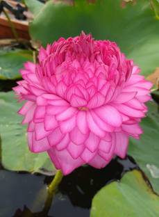 DIVINE ™PUSA-Sahasradala padmam - Ultimate1000 petal lotus rhizome, Aquatic plant-LL-17 Seed