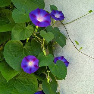 ibains Morning glory mixed seeds Seed