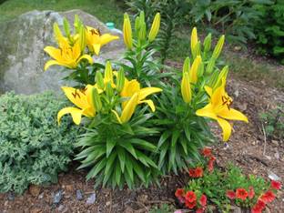 Cloud Farm Lily Plant Seed