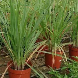 MAA Lemon Grass Seed