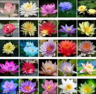 ROSEMERC Mix variety lotus ( 50 seeds) Seed