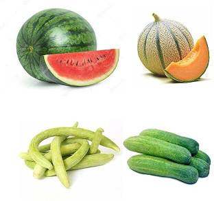 Qausain SUMMER FRUIT COMBO, WATER MELON, MUSKMELON, KAKRI LONG TAR, CUCUMBER Seed