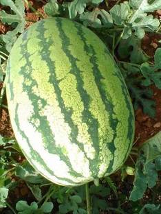 Paudha Watermelon Tarbuz Seed