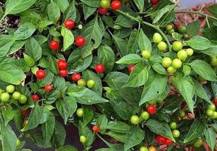 CYBEXIS Wiri Wiri Pepper Vegetable Seeds600 Seeds Seed
