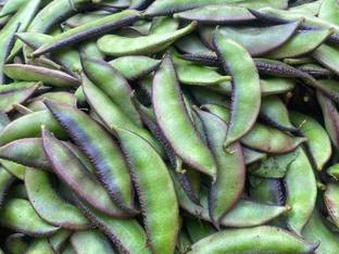 wequality bean seeds,vegetable seeds,simphali seeds,flat beans seeds Seed