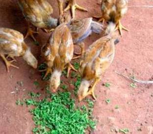 wequality ajolla seeds, ajolla plant seeds Seed