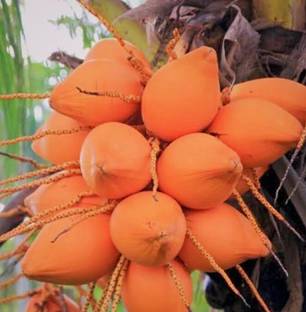 SHYAM Yield Rare Dwarf Red Coconut Fruit Tree Seed