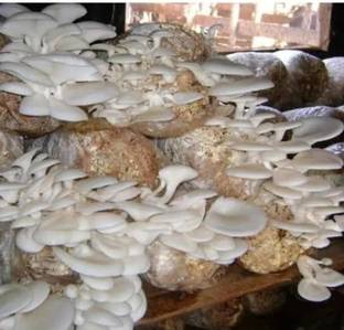 Arko Oyster Mushroom Edible CO2 Variety 200gm Seed