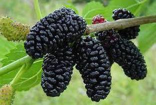 KUMUBON Shahtoot/Mulberry Plant