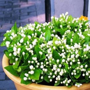 ibains Night jasmine plant seed Seed