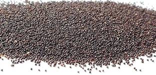 MAA Mint, Pudina, Mentha Seed