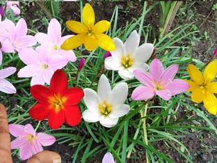 Udanta Rain Lily | Fresh & healthy | Mix Flower Bulbs | Best for Indian Climate | Pc of 5 Flower bulbs Seed
