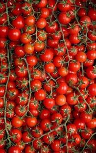 seedargo Seedargo Hybride Tomato Seed Seed