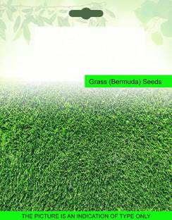 CYBEXIS Bermuda Grass200 Seeds Seed