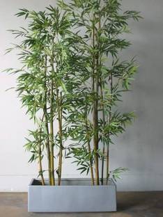wequality bamboo fencing for gardening/bamboo seeds 92 Seed