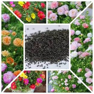 Crapulous Hybrid High-Quality Portulaca (Grandiflora) Mix Color Flower Seeds Seed