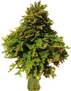 Ultrawise sanjivani booti Seed