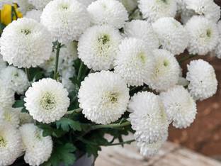 Lorvox Chrysanthamum Mix/Chamanti Seed