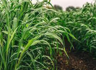 wequality Sudan sorghum grass seeds, Sorghum sudan grass seeds, Best sudan seeds Seed