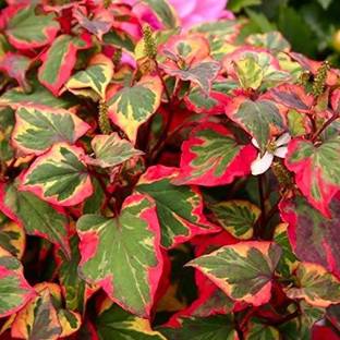 VibeX ® XXL-311 Fish Mint Aquatic Houttuynia Cordata Seed