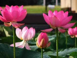 GROW-N-KNOW Lotus Seed