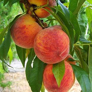 KANAYA Peach Fruit Seeds For Home Gardening Seed