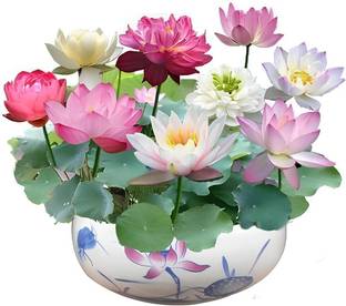 Royal Paradise Garden Rainbow Lotus Flower 20 Seeds Eco Pack, Auatic Plant Water Lilies Bowl Lotus Seed