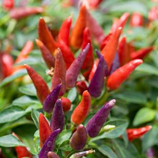 VibeX ® VMR-981 ORNAMENTAL PEPPER,"SANGRIA" Chilli Seed