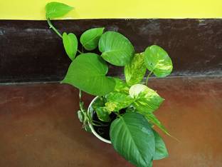 SANGEETS COLLECTION Money Plant, Vining plant Seed