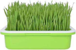 Biosnyg Oat Grass for Home Garden Yards Planting 500 Seeds Seed