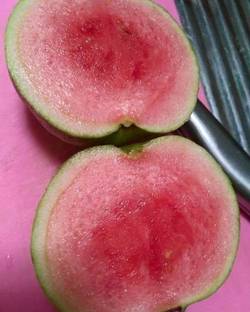 M-Tech Gardens Rare Hybrid Guava " Red Diamond " Exotic 40 Seed