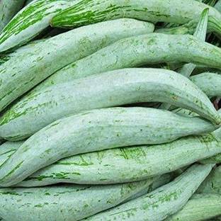 Aywal High Yield Rare Hybrid" Snake Gourd" Chachinda Pudalangai Vegetable Seed