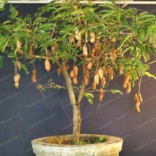 Aywal IMLI KE BEEJ / TAMARIND SEEDS IMLEE KE BEEJ FOR Home Gardening Seed