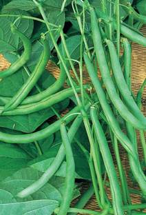 Aywal Beans/French Beans Seed