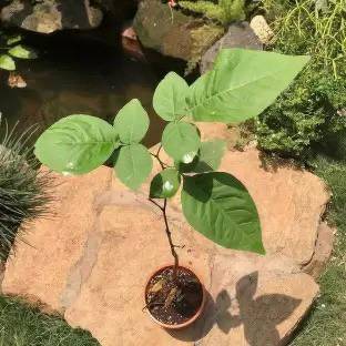 Chalisa Wood apple, Bel fruit, Kaitha, Katbel, Beal Fruit Seed