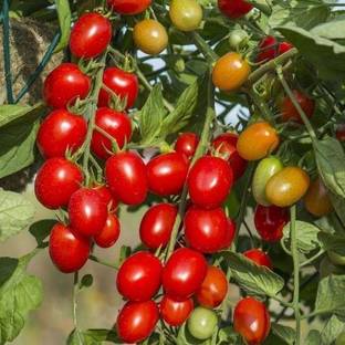 KrishnaSheeds Tomato Seed