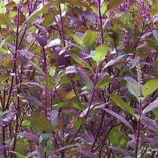 Aywal Rama Tulsi Herb Seeds Kitchen Garden Seed