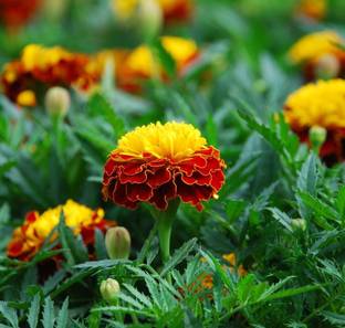CRGO ® HAU-920 Marigold Orange Flame Seeds - Tagetes patula Nana Seed